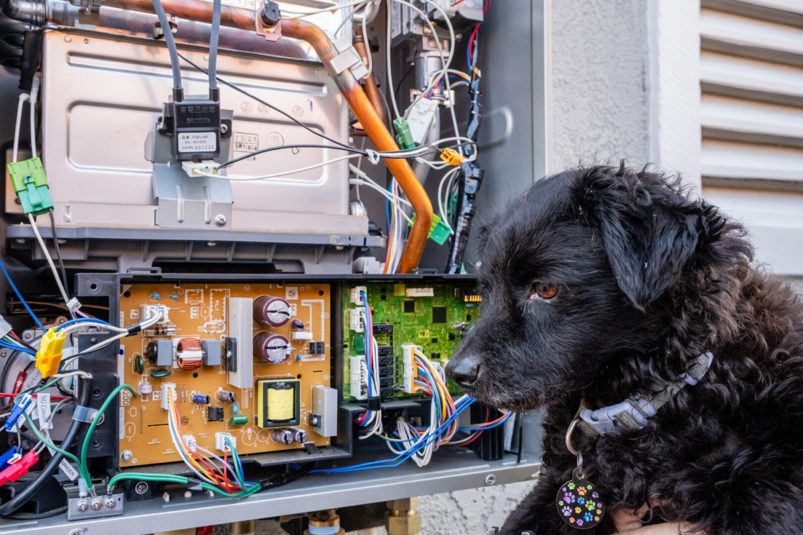 Black dog looking at electrical panel.