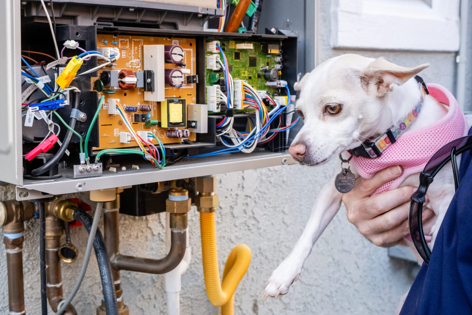 A dog looking at exposed wiring.